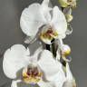 Орхидея Phalaenopsis White Clouds 