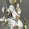 Орхидея Phalaenopsis White Clouds 