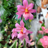 Орхидея Burrageara Nelly Isler Pink