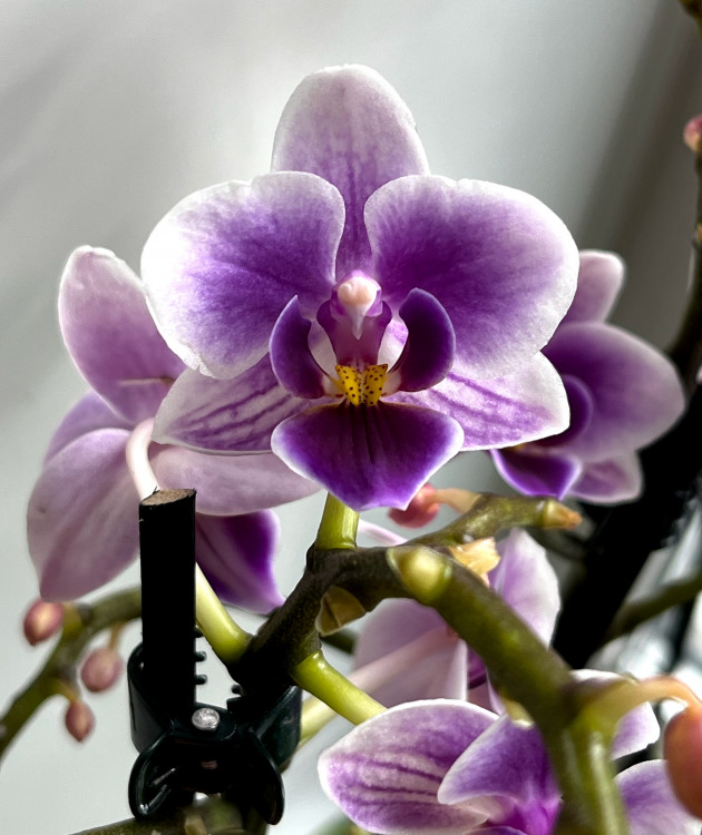 Орхидея Phalaenopsis Blue Pixie, multiflora  