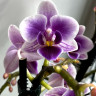 Орхидея Phalaenopsis Blue Pixie, multiflora  