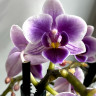 Орхидея Phalaenopsis Blue Pixie, multiflora  
