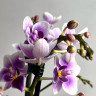 Орхидея Phalaenopsis Blue Pixie, multiflora  