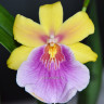 Орхидея Miltonia Sunset Hybriden (отцвела, РЕАНИМАШКА*)