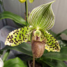 Орхидея Paphiopedilum sukhakulii (отцвел)