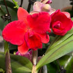 Орхидея Cattleya hybrid (отцвела)