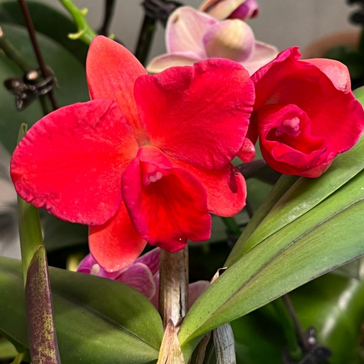 Орхидея Cattleya hybrid (отцвела)