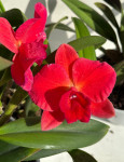 Орхидея Cattleya hybrid (отцвела)