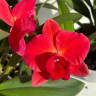 Орхидея Cattleya hybrid (отцвела)