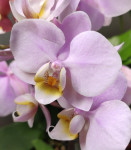 Орхидея Phalaenopsis, multiflora (отцвёл, РЕАНИМАШКА)