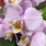 Орхидея Phalaenopsis, multiflora (отцвёл, РЕАНИМАШКА)