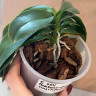 Орхидея Phalaenopsis, multiflora (отцвёл, РЕАНИМАШКА)