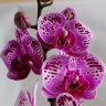 Орхидея Phalaenopsis Parade, multiflora 