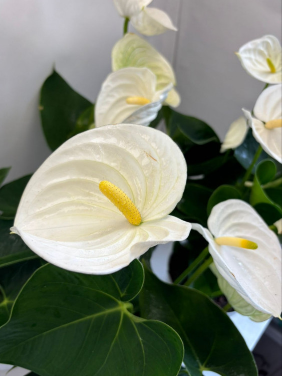 Anthurium Alpina 