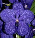 Орхидея Vanda Blue (сеянец)