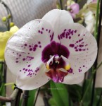 Орхидея Phalaenopsis Picasso
