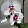 Орхидея Phalaenopsis Picasso 