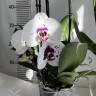 Орхидея Phalaenopsis Picasso 