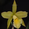 Орхидея Cattleya hybrid (отцвела)