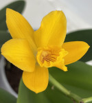 Орхидея Cattleya hybrid