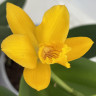 Орхидея Cattleya hybrid