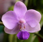 Орхидея  Dtps. Siam Treasure (отцвёл)