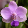Орхидея  Dtps. Siam Treasure (отцвёл)