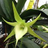 Орхидея Angraecum Crestwood ' Tomorrow Star ' (еще не цвёл) 