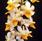 Орхидея Doritis pulcherrima x Ascocentrum miniatum (отцвёл) 