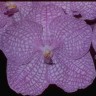 Орхидея Vanda Motes Indigo (еще не цвела)   