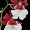Орхидея Miltonidium Bartley Schwartz (отцвёл)