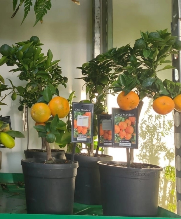 Цитрус Мандарин с плодами