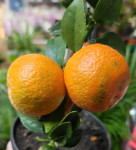 Цитрус Мандарин с плодами
