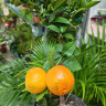 Цитрус Мандарин с плодами
