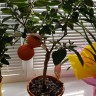 Цитрус Limetta Rossa (гибрид мандарина и лайма) 