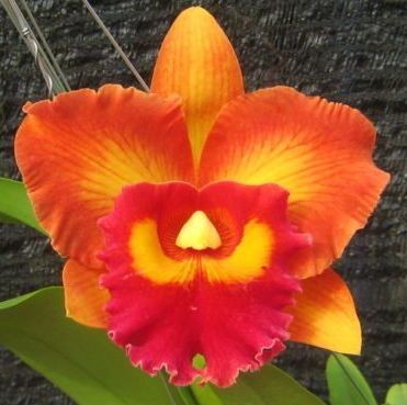 Орхидея Cattleya Nakornchaisri Delight (отцвела)      