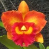 Орхидея Cattleya Nakornchaisri Delight (отцвела)      