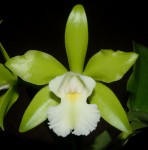 Орхидея Epc. Siam Jade (отцвела)  