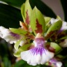 Орхидея Zygopetalum hybrid (отцвел)