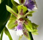 Орхидея Zygopetalum hybrid 