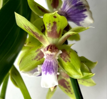 Орхидея Zygopetalum hybrid 