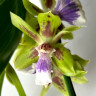 Орхидея Zygopetalum hybrid 