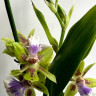 Орхидея Zygopetalum hybrid 