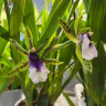 Орхидея Zygopetalum hybrid (отцвел)