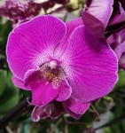 Орхидея Phalaenopsis Big Lip (отцвел)            
