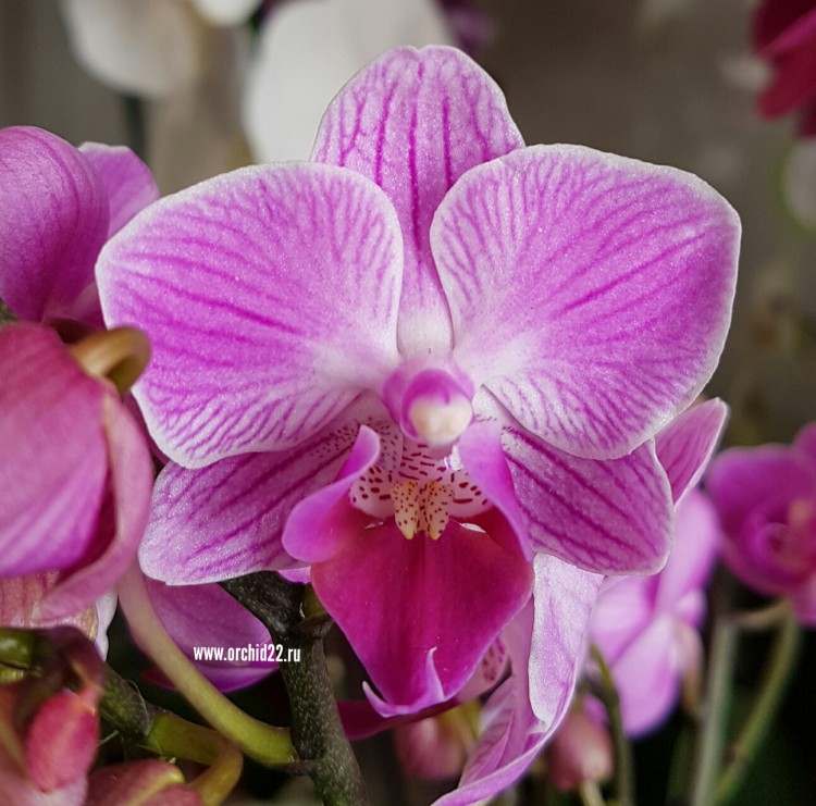 Purple Orchid veins stock image. Image of iris, dots - 107140635