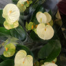 Anthurium Vanilla  