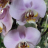 Орхидея Phalaenopsis Pink Clouds  