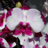 Орхидея Phalaenopsis King Car Dalmatian, big lip  