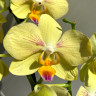 Орхидея Phalaenopsis Inti Sun, midi (отцвел)
